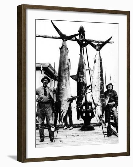 Kiwi Swordfish Catch-null-Framed Photographic Print