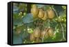 Kiwifruit Ripe Fruits Hanging in Bunches from the Plants-null-Framed Stretched Canvas