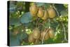 Kiwifruit Ripe Fruits Hanging in Bunches from the Plants-null-Stretched Canvas