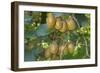 Kiwifruit Ripe Fruits Hanging in Bunches from the Plants-null-Framed Photographic Print