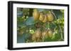 Kiwifruit Ripe Fruits Hanging in Bunches from the Plants-null-Framed Photographic Print