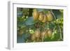 Kiwifruit Ripe Fruits Hanging in Bunches from the Plants-null-Framed Photographic Print