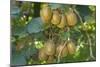 Kiwifruit Ripe Fruits Hanging in Bunches from the Plants-null-Mounted Photographic Print