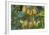 Kiwifruit Ripe Fruits Hanging in Bunches from the Plants-null-Framed Photographic Print