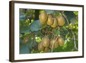 Kiwifruit Ripe Fruits Hanging in Bunches from the Plants-null-Framed Photographic Print