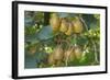 Kiwifruit Ripe Fruits Hanging in Bunches from the Plants-null-Framed Photographic Print