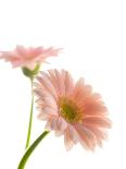 Gerbera daisy-Kiyoshi Miyagawa-Stretched Canvas