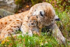 Cub Playing in Large Lion Pride at the Savannah-kjekol-Photographic Print