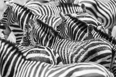 Close up of a Flock with Black and White Zebras-kjekol-Photographic Print