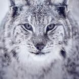 Lynx Looking into Camera-kjekol-Photographic Print