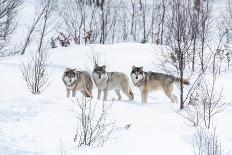 Three Wolves in the Snow-kjekol-Framed Stretched Canvas