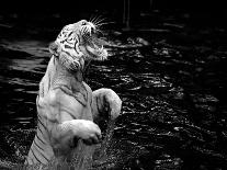 Black and White Picture of a White Tiger Standing in Water-Kjersti Joergensen-Framed Stretched Canvas