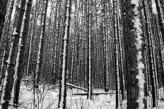 Forest after the Snow-kjkrasno-Photographic Print