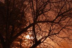 Tree Silouette Foggy Night-Klattu-Photographic Print