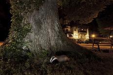 Badger (Meles Meles) under a Garden Apple Tree at Night. Freiburg Im Breisgau, Germany, November-Klaus Echle-Photographic Print