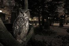 Badger (Meles Meles) under a Garden Apple Tree at Night. Freiburg Im Breisgau, Germany, November-Klaus Echle-Photographic Print