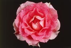 Rose in Front of a Black Background-Klaus Hackenberg-Laminated Photographic Print