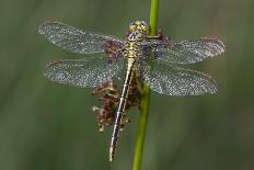 Female Western Clubtail-Klaus Honal-Framed Photographic Print