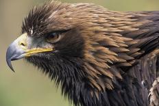Golden Eagle Head in Profile-Klaus Honal-Stretched Canvas