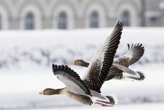 Greylag Geese in Flight-Klaus Honal-Laminated Photographic Print