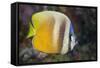 Klein's Butterflyfish (Chaetodon Kleinii)-Reinhard Dirscherl-Framed Stretched Canvas