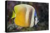 Klein's Butterflyfish (Chaetodon Kleinii)-Reinhard Dirscherl-Stretched Canvas