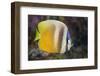 Klein's Butterflyfish (Chaetodon Kleinii)-Reinhard Dirscherl-Framed Photographic Print