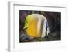 Klein's Butterflyfish (Chaetodon Kleinii)-Reinhard Dirscherl-Framed Photographic Print