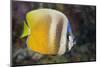 Klein's Butterflyfish (Chaetodon Kleinii)-Reinhard Dirscherl-Mounted Photographic Print