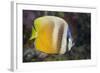 Klein's Butterflyfish (Chaetodon Kleinii)-Reinhard Dirscherl-Framed Photographic Print