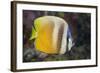 Klein's Butterflyfish (Chaetodon Kleinii)-Reinhard Dirscherl-Framed Photographic Print