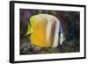 Klein's Butterflyfish (Chaetodon Kleinii)-Reinhard Dirscherl-Framed Photographic Print