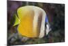 Klein's Butterflyfish (Chaetodon Kleinii)-Reinhard Dirscherl-Mounted Photographic Print