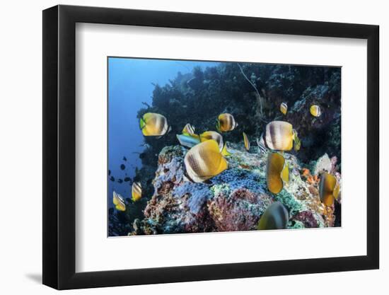 Klein's Butterflyfish Swim over a Reef Near Sulawesi, Indonesia-Stocktrek Images-Framed Photographic Print