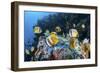 Klein's Butterflyfish Swim over a Reef Near Sulawesi, Indonesia-Stocktrek Images-Framed Photographic Print