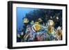 Klein's Butterflyfish Swim over a Reef Near Sulawesi, Indonesia-Stocktrek Images-Framed Photographic Print