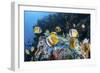 Klein's Butterflyfish Swim over a Reef Near Sulawesi, Indonesia-Stocktrek Images-Framed Photographic Print