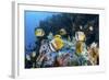 Klein's Butterflyfish Swim over a Reef Near Sulawesi, Indonesia-Stocktrek Images-Framed Photographic Print