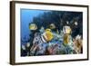 Klein's Butterflyfish Swim over a Reef Near Sulawesi, Indonesia-Stocktrek Images-Framed Photographic Print