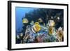 Klein's Butterflyfish Swim over a Reef Near Sulawesi, Indonesia-Stocktrek Images-Framed Photographic Print