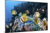 Klein's Butterflyfish Swim over a Reef Near Sulawesi, Indonesia-Stocktrek Images-Mounted Photographic Print