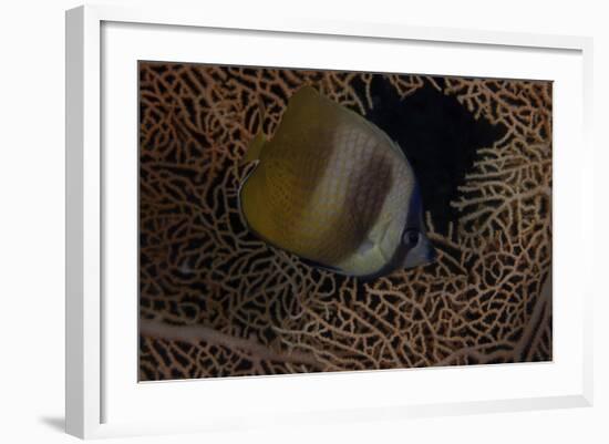 Klein's Butterflyfish Swmming in Fiji-Stocktrek Images-Framed Photographic Print