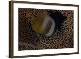 Klein's Butterflyfish Swmming in Fiji-Stocktrek Images-Framed Photographic Print