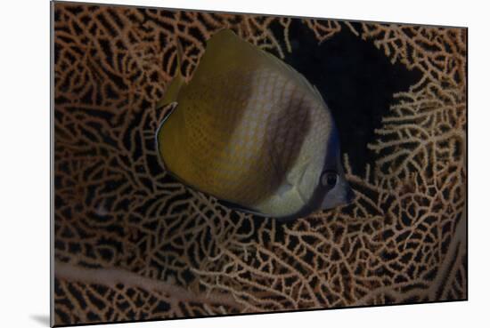 Klein's Butterflyfish Swmming in Fiji-Stocktrek Images-Mounted Photographic Print