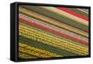 Framed Canvas