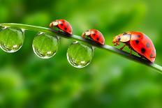 Ladybugs Family On A Dewy Grass. Close Up With Shallow Dof-Kletr-Photographic Print