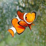 Tropical Reef Fish - Clownfish (Amphiprion Ocellaris) Macro With Shallow Dof-Kletr-Photographic Print