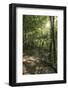 Klingenberg, Bavaria, Germany, Chestnut Path, Mixed Forest Near Klingenberg in Lower Franconia-Bernd Wittelsbach-Framed Photographic Print