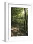 Klingenberg, Bavaria, Germany, Chestnut Path, Mixed Forest Near Klingenberg in Lower Franconia-Bernd Wittelsbach-Framed Photographic Print