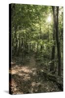 Klingenberg, Bavaria, Germany, Chestnut Path, Mixed Forest Near Klingenberg in Lower Franconia-Bernd Wittelsbach-Stretched Canvas